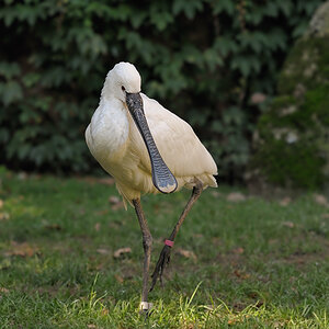 Löffler
Tiergarten Nürnberg