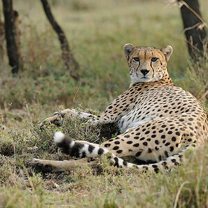 MasaiMara3 DSC 2440