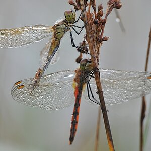 DSC 5418