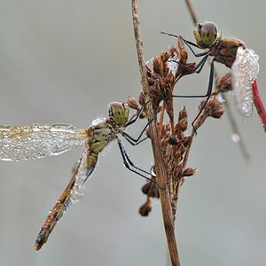 DSC 5423