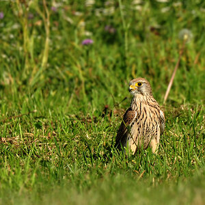 DSC 7414 Falke 1000 2
