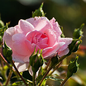 2110603 5410 Rose WDW