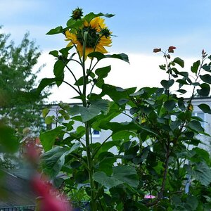 Unser Garten 2012