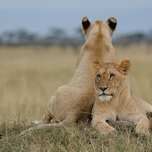02MasaiMara4 DSC 3314A