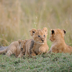04MasaiMara4 DSC 4306
