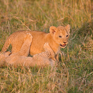 05MasaiMara4 DSC 4454