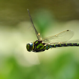 DSC 6220 Königslibelle 1000