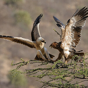 Samburu2 DSC 0810