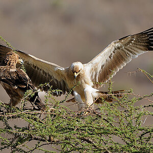 Samburu2 DSC 0830