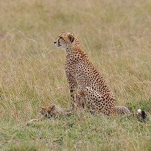 02MasaiMara4 DSC 3390