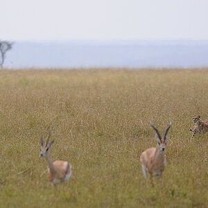 03MasaiMara4 DSC 3413