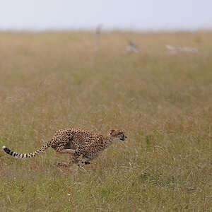 04MasaiMara4 DSC 3430