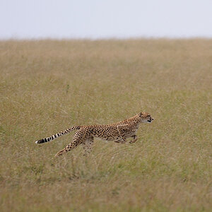 05MasaiMara4 DSC 3431