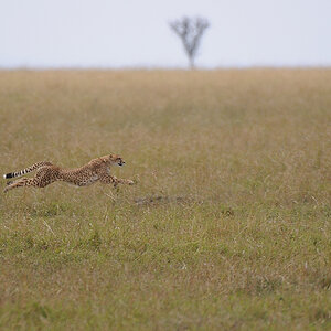 06MasaiMara4 DSC 3429
