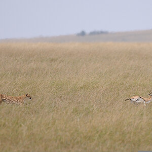 07MasaiMara4 DSC 3438