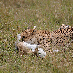 08MasaiMara4 DSC 3454