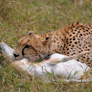 09MasaiMara4 DSC 3460
