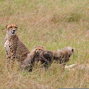 10MasaiMara4 DSC 3470