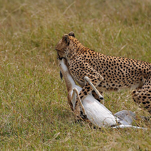 11MasaiMara4 DSC 2473
