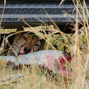 12MasaiMara4 DSC 3659