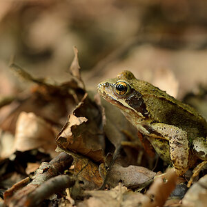 D7000 + Sigma 150mm Makro HSM IF  (ohne OS)