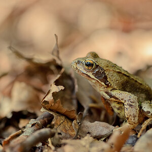 D7000 + Sigma 150mm Makro HSM IF (ohne OS)