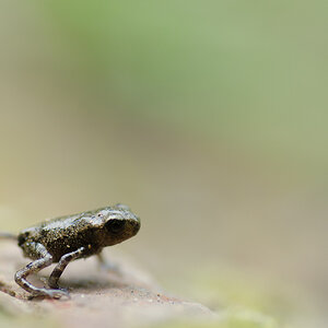D7000 + Tamron 90mm