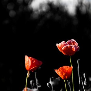 Mohn im Sommer