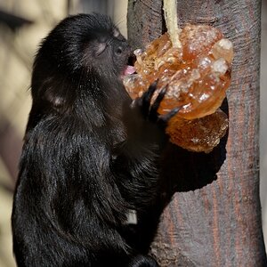 Springtamarin