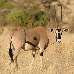 Samburu2 DSC 0674