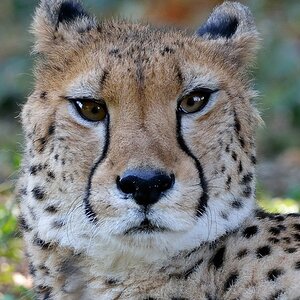 Gepard