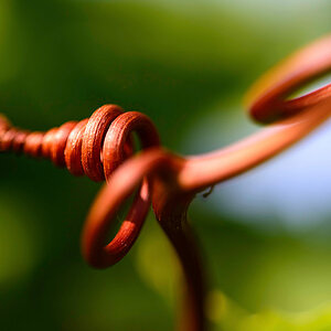 Vine