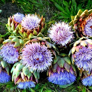 Artischocken Blüten