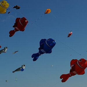 DSC 9074a