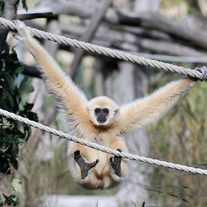Weißhandgibbon