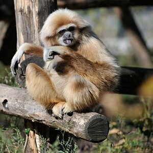 Weißhandgibbon