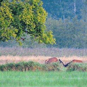 Hirsche 2012 4