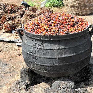 Die Palmölfrüchte werden in großen Töpfen gekocht.
Der Wasserdamp zerstört fettspaltende Enzyme
1956