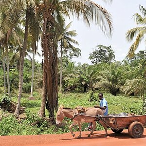 Mit dem Eselkarren werden die Palmölfrüchte transportiert
2146