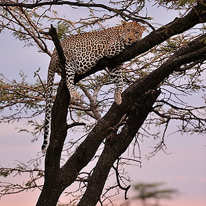 1MasaiMara3 DSC 2271 (2)