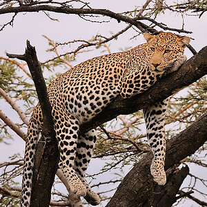 2MasaiMara3 DSC 3003