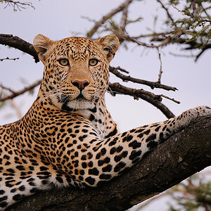 3MasaiMara3 DSC 3039