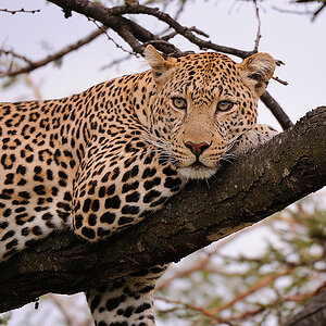 4MasaiMara3 DSC 3042