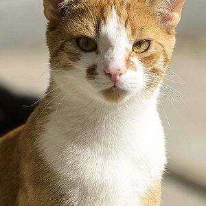Katze2
