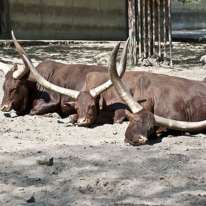 Zoo 04 2011 0072 Kopie