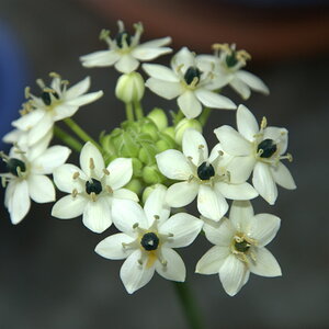 Ornithogalum saundersiae