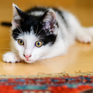 Katzenkind