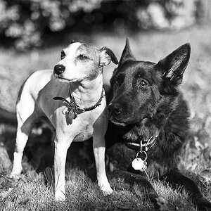 hundekissen