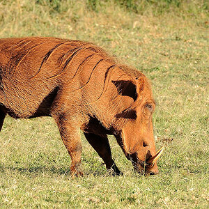GiraffeManor DSC 9836