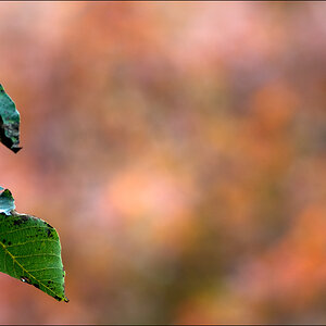 HerbstDSC 7254